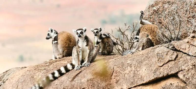 Planowanie urlopu na Madagaskarze