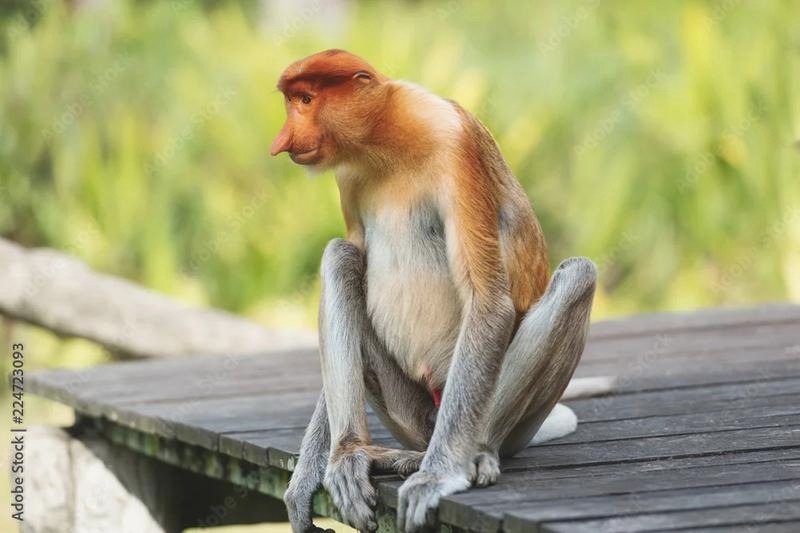 Fascynujący świat małp z Borneo: 5 niezwykłych gatunków wyspy