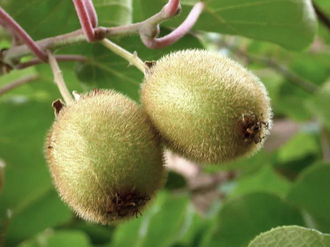 Historia kiwi