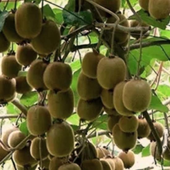 Uprawa kiwi